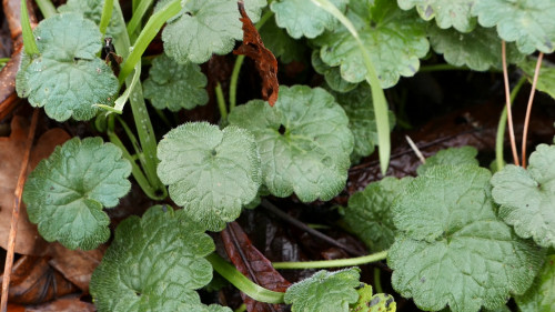 Stage 1 jour plantes sauvages comestibles  - Montigny