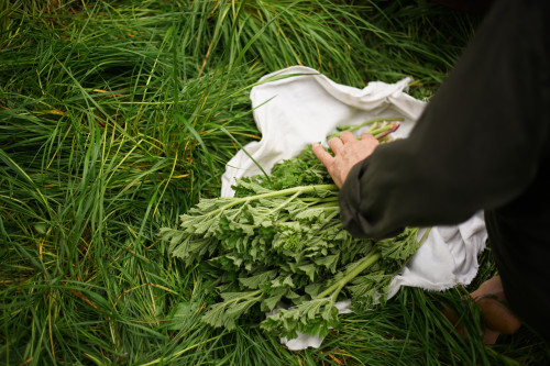 Stage cuisine de plantes sauvages - Parc Saint Cloud
