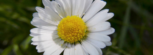 Plantes sauvages médicinales