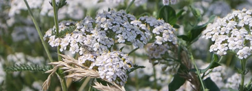 Stage plantes sauvages comestibles et médicinales - Savoie