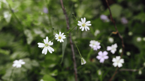 Stage plantes sauvages comestibles et médicinales - Fontainebleau