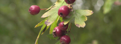 Stage 1 jour plantes sauvages comestibles et médicinales - Morbihan