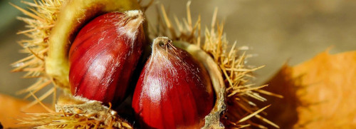 Plantes sauvages et arbres en automne