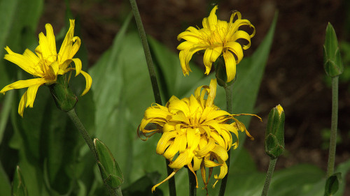 Stage plantes sauvages comestibles - Bouches-du-Rhône