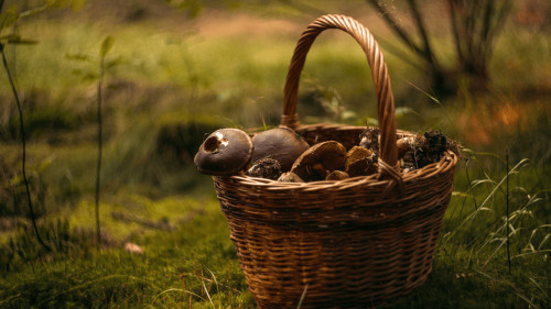 Stage Champignons - Fontainebleau