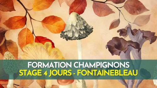 Formation Terrain - Champignons - Fontainebleau