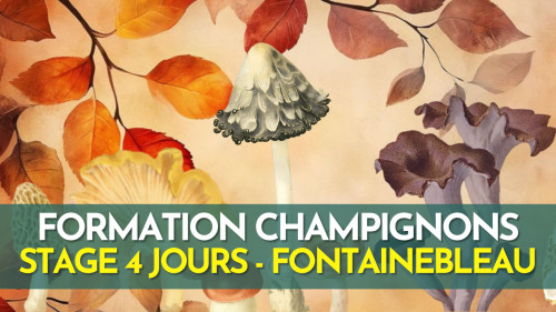 Formation Terrain - Champignons - Fontainebleau