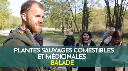 Plantes sauvages comestibles et médicinales