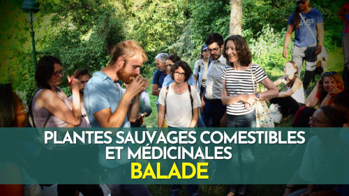 Plantes sauvages comestibles et médicinales