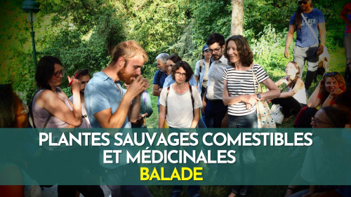 Plantes sauvages comestibles et médicinales