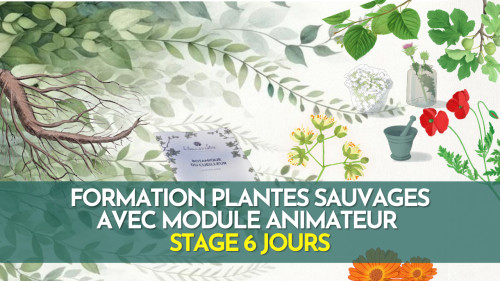 Formation terrain - Plantes sauvages comestibles et médicinales - Avec module animateur