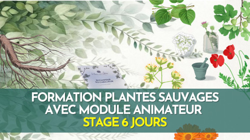 Formation terrain - Plantes sauvages comestibles et médicinales avec initiation à l'animation