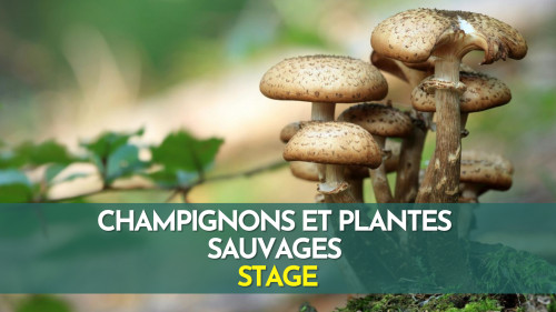 Stage plantes sauvages et champignons - Fontainebleau