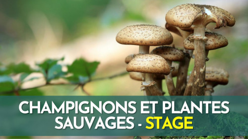Stage plantes sauvages et champignons - Fontainebleau