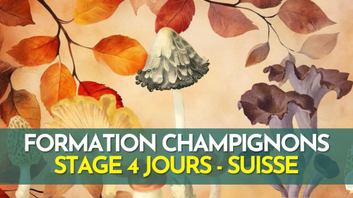 Formation terrain - Champignons - Suisse