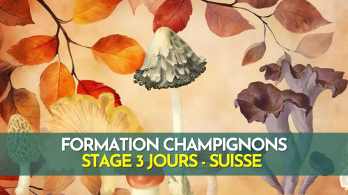 Formation terrain - Champignons - Suisse