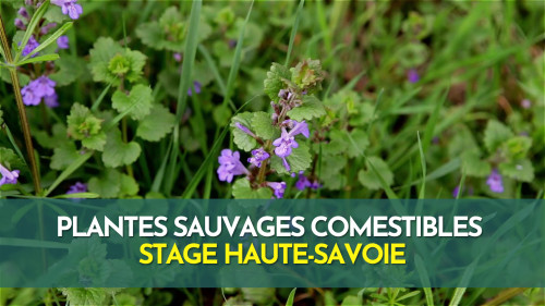 Stage plantes sauvages comestibles - Haute Savoie