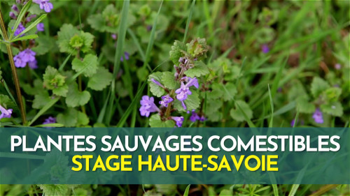 Stage plantes sauvages comestibles - Haute Savoie