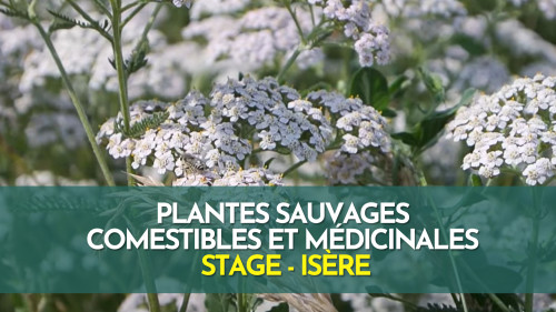 Stage plantes sauvages comestibles et médicinales - Isère