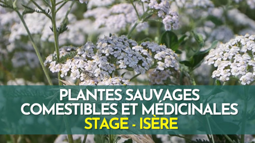 Stage plantes sauvages comestibles et médicinales - Isère