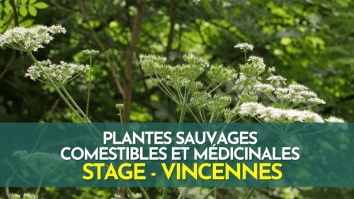 Stage plantes sauvages comestibles et médicinales - Bois de Vincennes