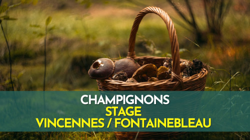 Stage Champignons - Vincennes / Fontainebleau