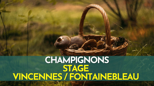 Stage Champignons - Vincennes / Fontainebleau