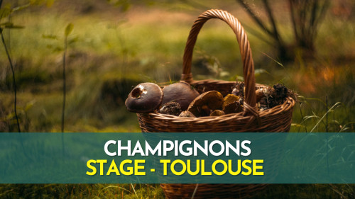 Stage champignons - Toulouse