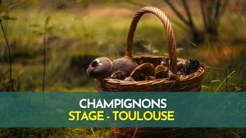 Stage champignons - Toulouse