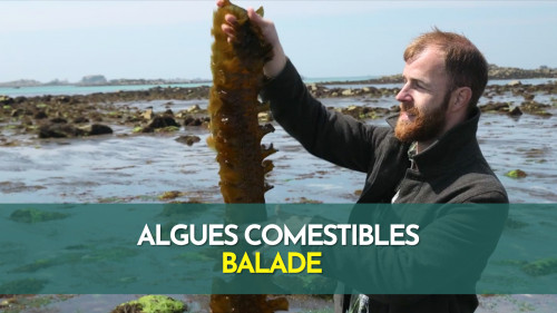 Algues comestibles