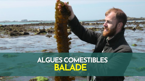 Algues comestibles