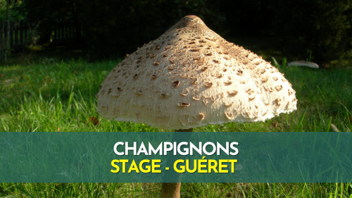 Stage champignons - Guéret