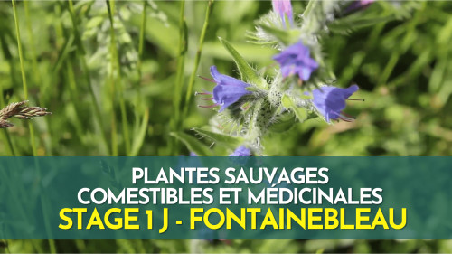 Stage 1 jour plantes sauvages comestibles et médicinales - Fontainebleau