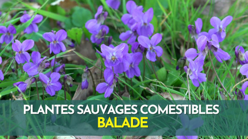 Plantes sauvages comestibles