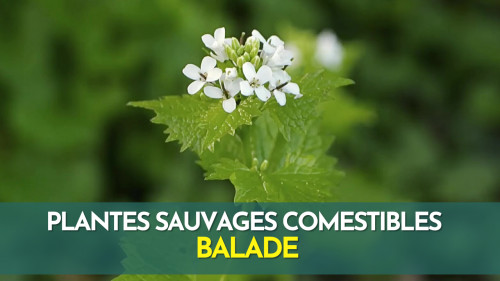 Plantes sauvages comestibles