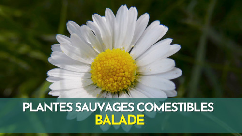 Plantes sauvages comestibles