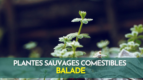 Plantes sauvages comestibles