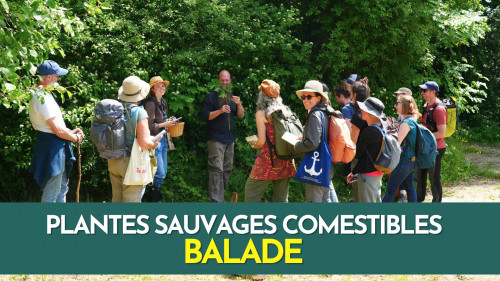 Plantes sauvages comestibles