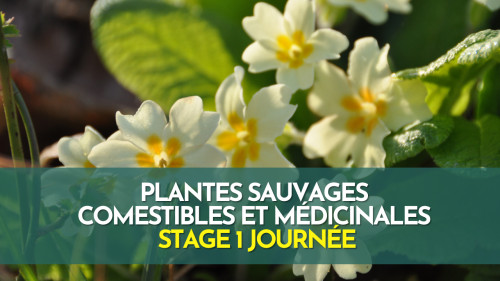 Stage 1 jour plantes sauvages comestibles et médicinales - Isère