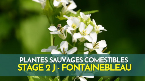 Stage plantes sauvages comestibles  - Fontainebleau