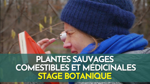 Stage botanique - plantes sauvages comestibles et médicinales - Fontainebleau