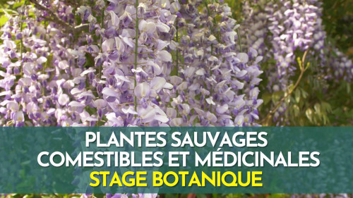 Stage botanique - plantes sauvages comestibles et médicinales - Fontainebleau