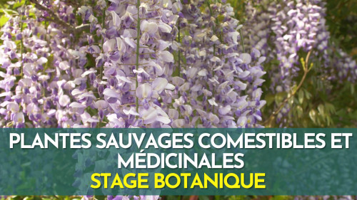 Stage botanique - plantes sauvages comestibles et médicinales - Fontainebleau