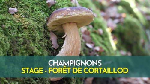 Stage champignons - Suisse
