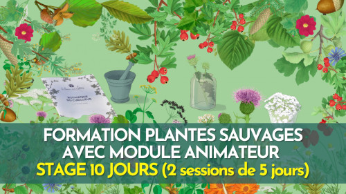 Formation terrain - 2 sessions de 5 jours - Plantes sauvages comestibles et médicinales avec initiation à l'animation