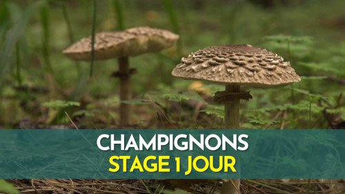 Stage 1 jour champignons - Fontainebleau