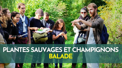 Plantes sauvages et champignons