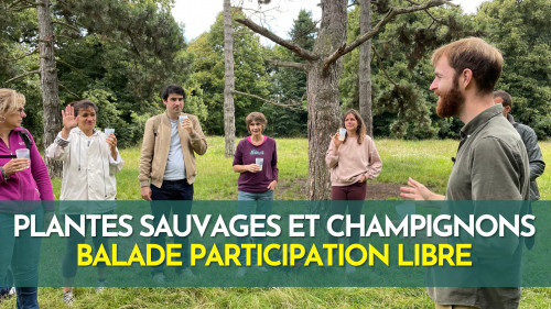 Plantes sauvages et champignons - Initiation