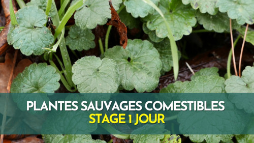 Stage 1 jour plantes sauvages comestibles  - Fontainebleau