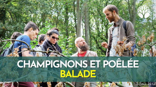 Cueillette et Poêlée de Champignons